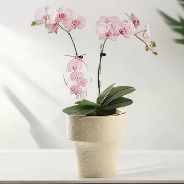 粉彩花盆-粉彩花盆促销价格、粉彩花盆品牌- 淘宝