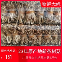 Fresh tea tree mushroom dry goods Jiangxi Guangchang open umbrella tea tree mushroom long strip tied hot best-selling model 5 catties