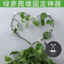 Green Ole Climbing Wall God Ware Green Planting Fixer Styling the wall Wall Climbing Self-glued rack No-mark hanger