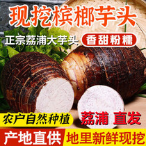 Authentic Lipu Taro Flagship Store in the season Guangxi Lipu Taro is now digging betel nut taro taro potato taro net weight