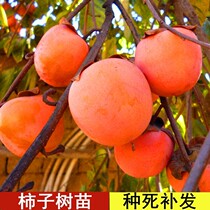 Persimmon tree grafts Japanese sweet crispy Persimmon pots planted in the north and south and north planted with extra nuclear-free results Mopan Persimmon