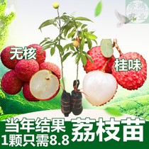 Seedless lychee seeds grafted fruit trees the results of the year cinnamon-flavored glutinous rice dumplings Xianjin Feng four seasons balcony courtyard