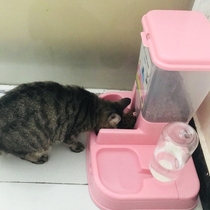 Pet water dispenser Dog food bowl Cat water basin feeder Cat automatic water feeding water god than bear supplies