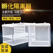 Crystal Shrimp Separator Propagation Box Freshly Isolated Isolated Case Trig Breeding Tropical Fish Production House Hatchbox Small