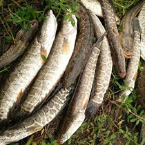 Explosive catfish fishing small medicine wild catfish bait special black fish mandarin fish Luya fake bait turtle pond lure