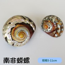 Natural conch shell boutique South African salamander snail specimen collection Gift home decoration creative landscaping ornaments