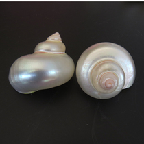 New natural conch shell White cat eye snail hermit crab roll fish replacement shell fish tank aquarium landscape decoration