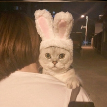 Knock cute rabbit cat headgear collar rabbit bib headgear photo funny props cat hat rabbit ears