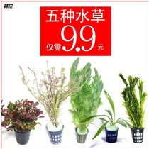 Lazy water grass entry-level aerobic freshwater four-season fish tank decoration simulation