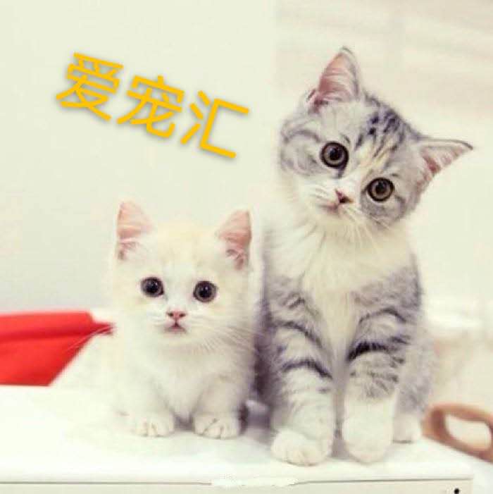 Hot Chinese pastoral cat White cat Black cat Raccoon flower cat Orange cat Small earth cat Live pet Domestic cat Paid kitten