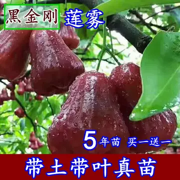 超希少 レンブ取木苗木 台湾黑金剛蓮霧（大） 色っぽかっ