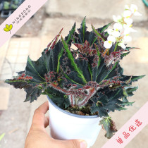 Begonia Break Dance Trout King Mount Fuji Orange Angel Wings Cats Eye Imported Basin with Soil Hair