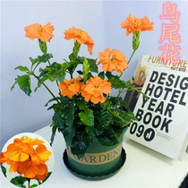 Bird-tailed flower pot with buds Long flowering period Four seasons flowering perennial plants cold and sun-resistant good flowers