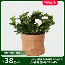 Zhengzhi youth 丨 Gardenia potted four seasons flowering plants Indoor living room balcony decoration fragrant green plants