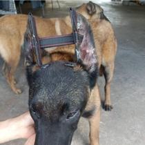 Pet erect dog ear correction artifact horse dog Doberman herd Black Wolf Dubin special pup ear patch