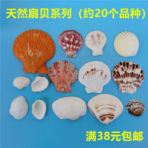 (Snail art) natural conch shell decorative building materials scallop white shell DIY material fish tank material