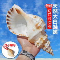 Natural conch shell oversized white frog snail fish tank landscape ornament collection snail number can blow the extra large horn