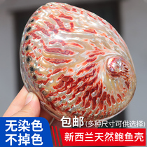 New Zealand red pattern abalone shell Home decoration conch shell fish tank aquarium creative decoration Lucky abalone shell