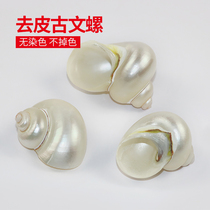 Natural conch shell snail fluorescent snail hermit crab replacement shell peeled ancient snail fish tank landscaping decoration ornaments