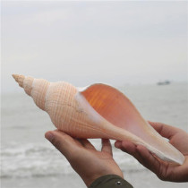 (Snail shell art) natural shell conch long fragrant snail snail snail snail snail