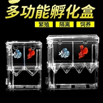 Anchovy female fish breeding isolation box raising small fish spawning fish tank separation box fish feeder floating protection of small fry