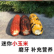 Hamster molars stick small corn flower branch mouse Chinchow pig Golden Bear corn nutrition molar snack small pet
