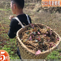 Hair 5kg of Guizhou Houttuynia cordata Sichuan Sichuan fold ear root farmers self-planted root root root tender root can make tea cold ready-to-eat