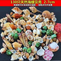 Conch shell necklace natural handmade wall decorations bracelet children hermit crab replacement shell fish tank