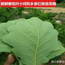 Zong leaves fresh pineapple leaves 100 pure natural quercetin leaves large rice dumpling cotyledon pineapple leaves 1 piece