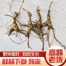 Fresh ginseng under Forest 20 years wild lao shan can ginseng under forest residue branch micro-residual participating northeast sparkling wine three Changbai Mountain Ginseng