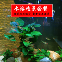 Water banyan fish tank landscaping package Medium and large fish tank water plant landscaping without carbon dioxide negative freshwater plants