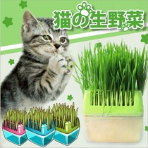 Cat grass pet cat grass snack cat food removing hair ball soilless cultivation hydroponic set with box DIY pink Green Blue