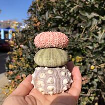 Natural Shell Sea Specimen Ideas Diy Mediterranean Decorated Station Air Pineapple Multiple Flower Pot