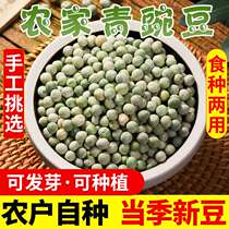 (Take 2 copies to send a catty) Farmhouse fresh green and dried peas green peas dry goods miscellaneous grains wheat beans 2 catties