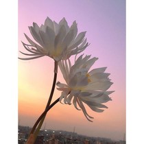 Single Lotus White Lotus White Lotus Emulation Pan Long Pole Ancient Wind Photo Ancient Dress Shooting Fake Flowers Hanfu Holding Props Lotus Flowers