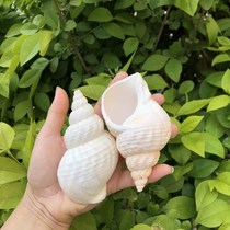 Natural conch shell peanut snail hermit crab replacement shell fish tank landscaping platform decoration ornaments shooting props