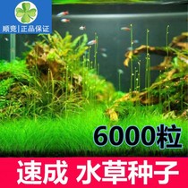 Lazy water grass entry-level aerobic freshwater four-season fish tank decoration simulation