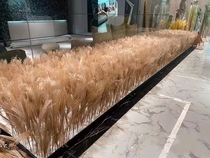 Natural reed dried flower eternal life bouquet window decoration decoration reed flower whisk flower real flower dried flower wedding props