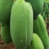Dried papaya shredded pickles raw material green wood melon strips Guangxi Hengxian farmhouse spicy bulk papaya 500g