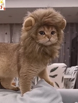 Pet selling cute cute headgear hat dog Golden Labrador Corky medium and large dog headdress dress up hat