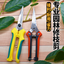 Stainless Steel Garden Art Tools Pruner Prunes special branches Fruit Miao Scissors Fruit Picking Oranges Orange Fire Dragon Fruit Cut