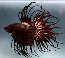 Pet aquarium heating pad Imported heating pad