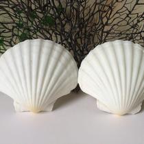 Natural conch shell large white shell White Scallop White barbecue fan shell painting scallop Wall fish tank decoration