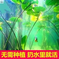 Lazy water grass entry-level aerobic freshwater four-season fish tank decoration simulation