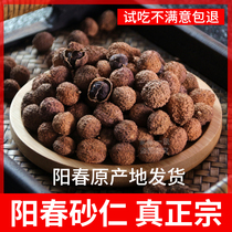 (Yangchun authentic raw spring Amomum 100g) Spring Amomum dried Chinese medicine Yangchunyangjiang specialty soak wine