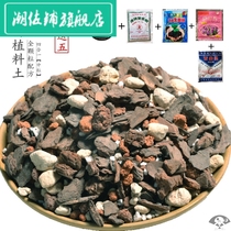 Fine new soil special granular soil orchid plant orchid cornerstone Mongus bark planting with substrate