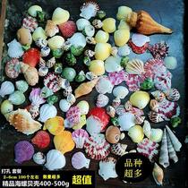 Conch shell sea starry sky bottle material package handmade diy wind chime punched drift bottle fish tank ornament hermit crab