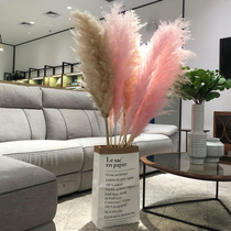 ins wind reed dry pollen color Nordic dry reed flower decoration flower arrangement window living room hotel Da Pu reed oversized