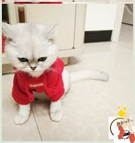 Striped with summer puppies puppies autumn clothes net red cats autumn vests new Bago VIP clothes