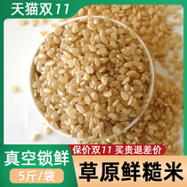 Brown rice new rice germ rice 5kg grains northeast brown rice coarse grain Wuchang brown rice New Rice Rice